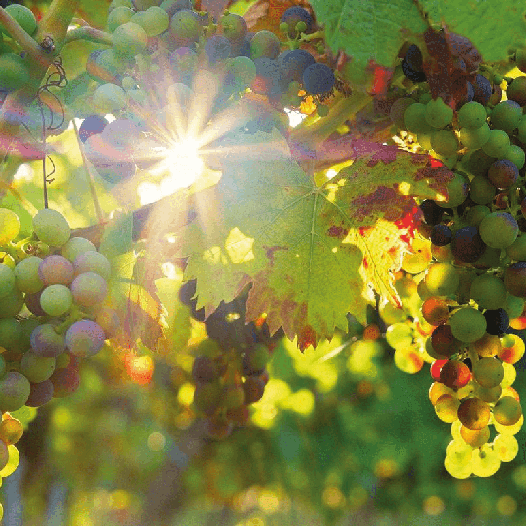 Vienna to Wachau Valley Road Trip: Wine Region, Castles & Scenic Danube Route